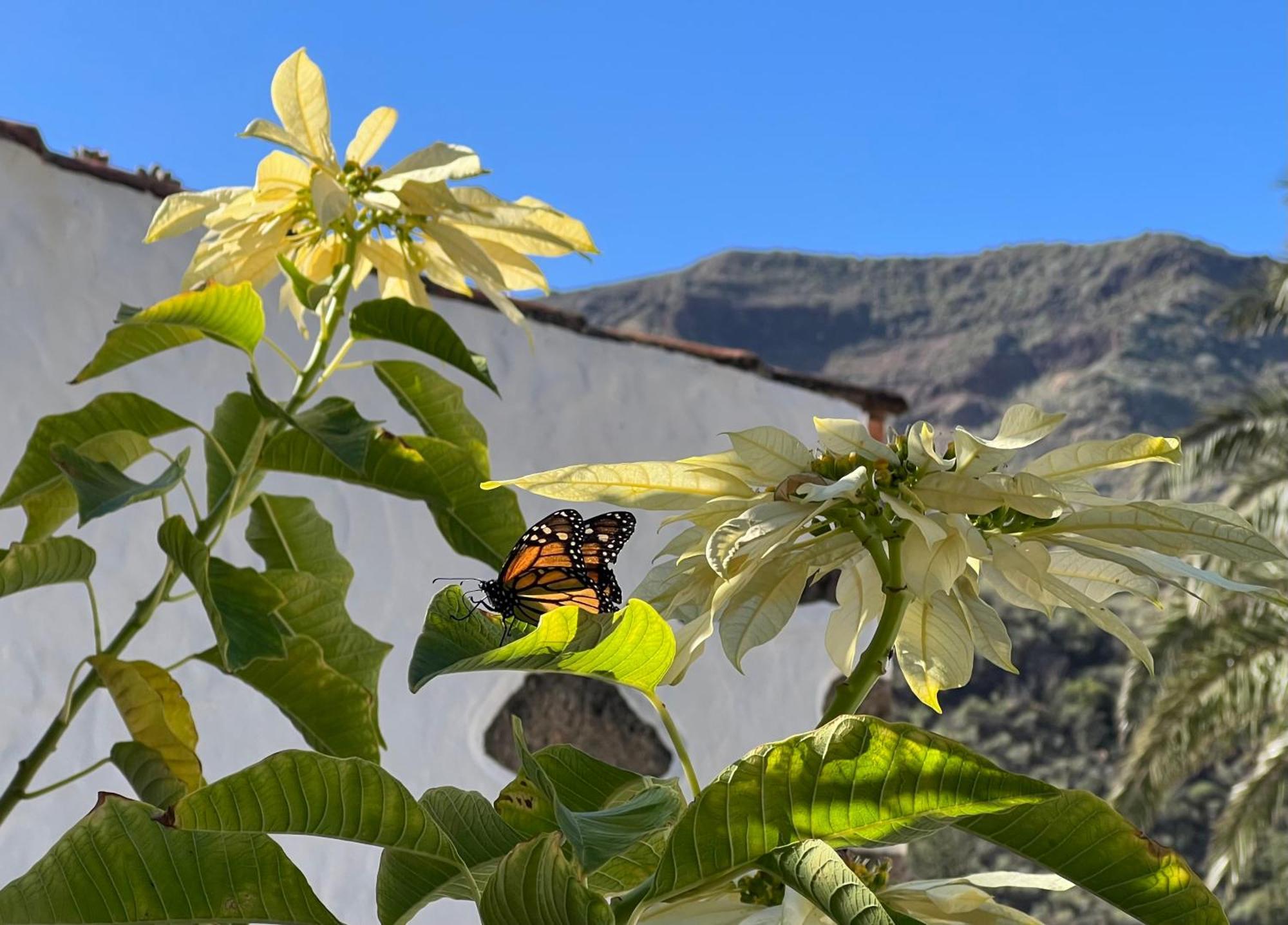 Finca Exclusiv La Mareta Agaete  Exteriör bild